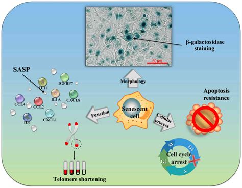 Targeting senescent cells and tumor therapy (Review)