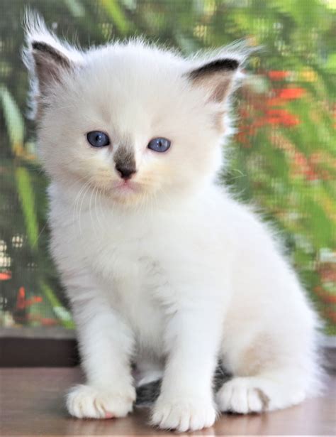 Ragdoll Cats For Sale | Orlando, FL #243600 | Petzlover