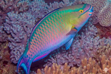 Parrotfish