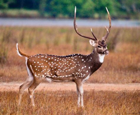 Axis Axis | Deer species, Animals wild, Mammals