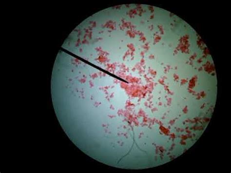 Picture Of Animal Cell Under Microscope / 3 : Check spelling or type a ...