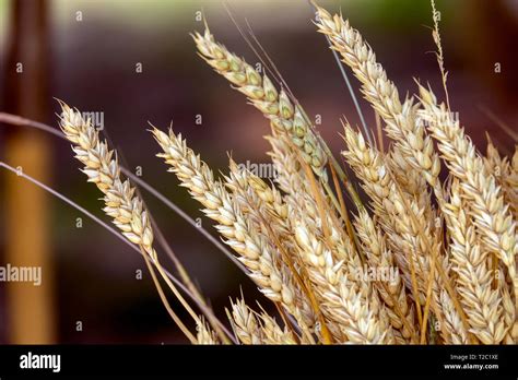 Golden wheat wallpaper/background Stock Photo - Alamy