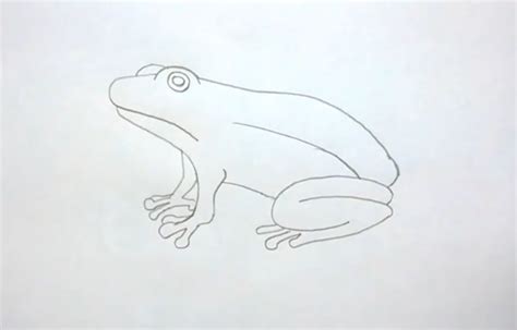 Update more than 150 frog pictures to draw - seven.edu.vn