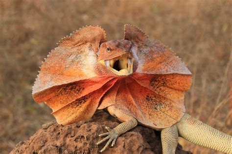 Frilled Neck Lizard And Their Quirks | Frilled lizard, Lizard, Unusual ...