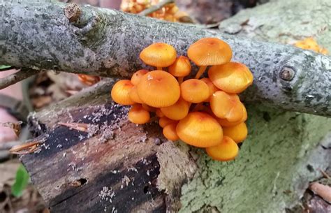 lots of orange mycena mushrooms are coming out in NW PA : r/mycology