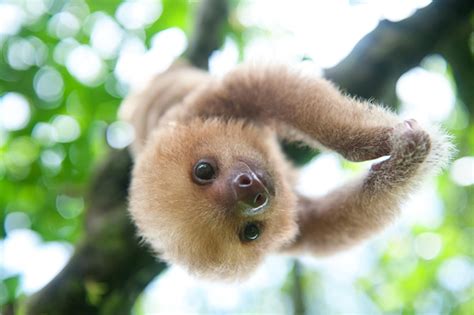 Wildlife Rescue and Release + Sloth Love in Costa Rica | Cosmic Sister