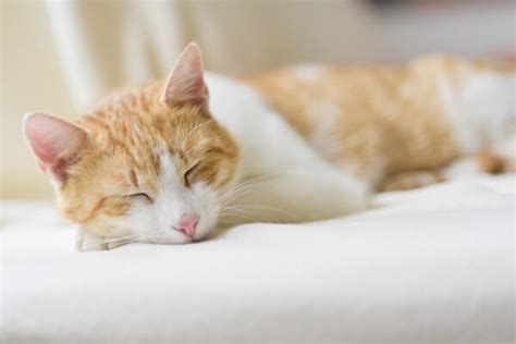 Dying Cat Symptoms: Signs That Indicate Your Cat Is Dying - Get That Right