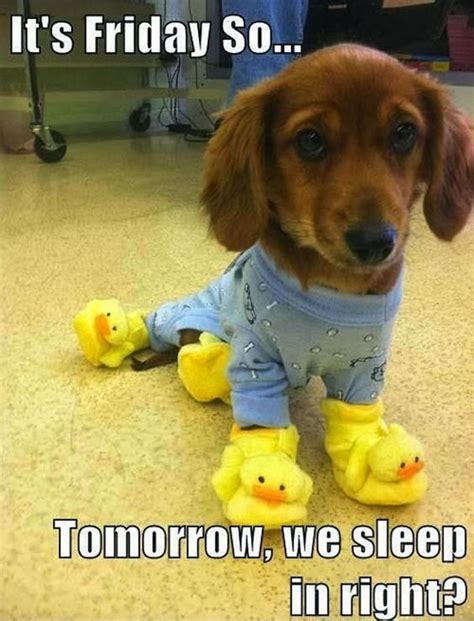 It's Friday So....Tomorrow We Sleep In Right? Pictures, Photos, and ...