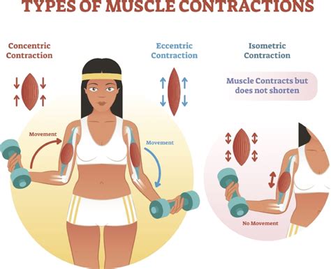 Concentric And Eccentric Strengthening | EOUA Blog