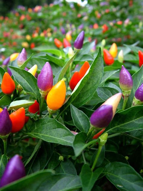 Ornamental Pepper Planting - Tips For Growing Ornamental Peppers