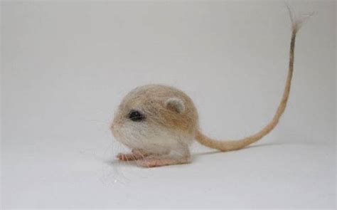 Baluchistan pygmy jerboa - Alchetron, the free social encyclopedia