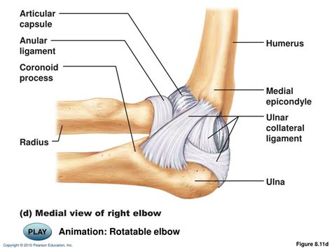 Elbow Muscles Diagram