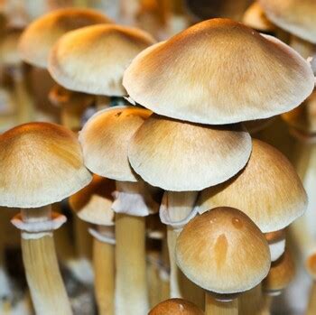 Psilocybe cubensis Burma Spores (3635) Lil' Shop of Spores