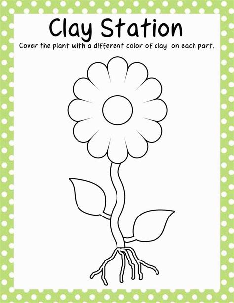 Flower Parts Worksheet Preschool