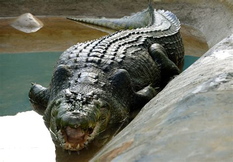 Australian man fights off huge crocodile with pocket knife, then drives ...