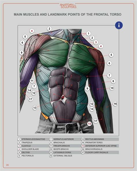 Torso Muscle Anatomy