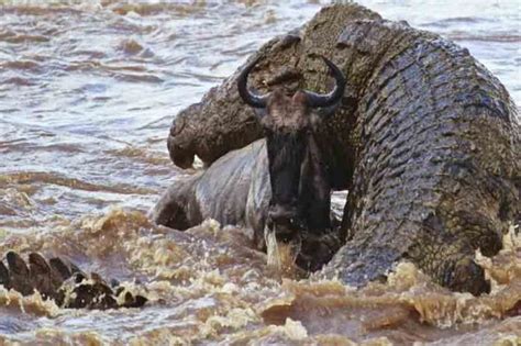 Top 10 Largest Crocodiles in the world - Depth World