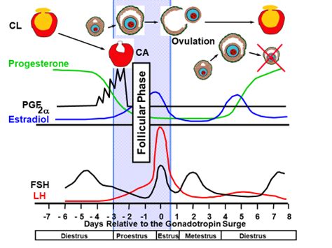 Phases of the Estrous Cycle – epashupalan