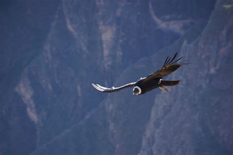 How Andean Condors in Peru saved the California condor from extinction ...