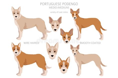 Portuguese Podengo Medio Clipart. Different Poses, Coat Colors Set ...