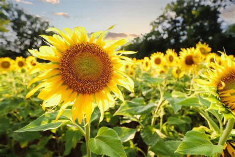 Everything You Need to Know About the Sunflower Fields in Montgomery ...