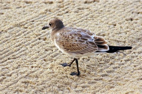 The Brown Gull | I think these gulls are the coolest. | fauxto_digit ...