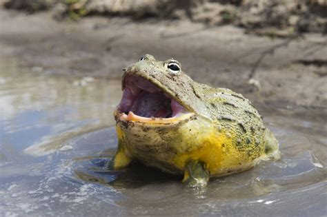 A Guide to Caring for African Bullfrogs as Pets