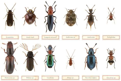 Common House Beetles Identification | manminchurch.se