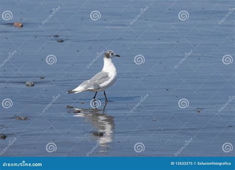 Seabird stock image. Image of coast, arctic, elegant - 12633275