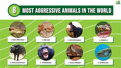 Aggressive Animals