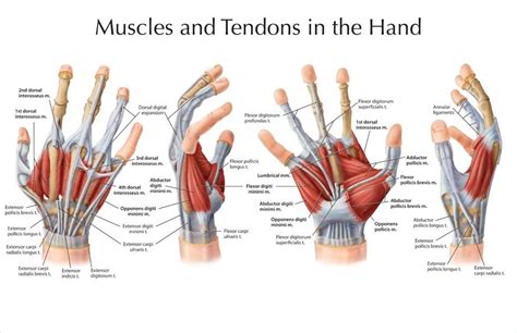 Hands structure, function, bones, nerves, muscles and anatomy | Science ...