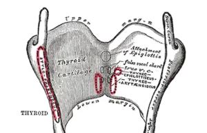 Thyroid Cartilage - Function, Pain, Fracture Treatment