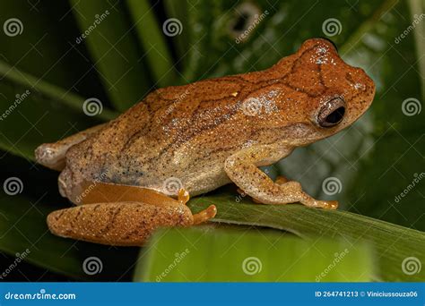 Small Tree Frog stock image. Image of dendropsophus - 264741213