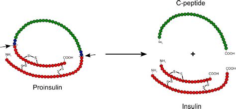 Post-Translational Modifications: Types and Functions