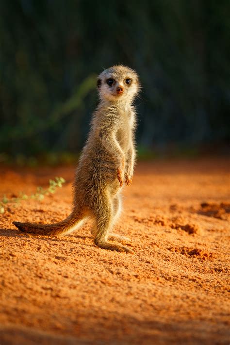 Cute Meerkat Baby Standing Upright - Pictures Of Meerkats