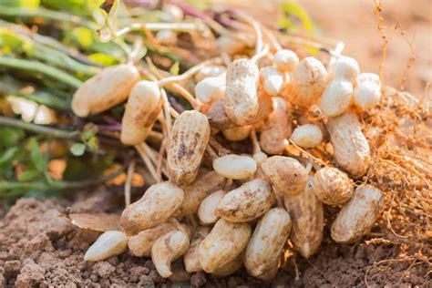 Growing Peanuts - How To Grow Peanuts In Your Backyard