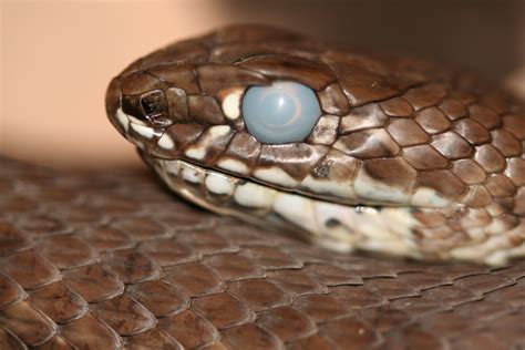 Snake shedding skin - Pet Advice Articles - Vital Pet Club