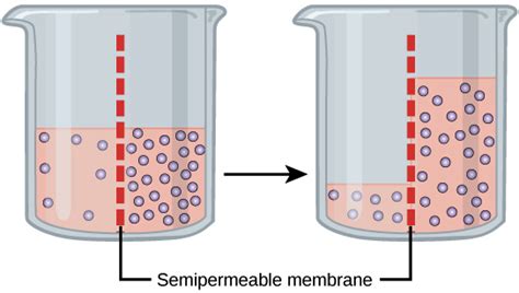 Best Describes How Water Moves During Osmosis - Bridget-has-Montoya