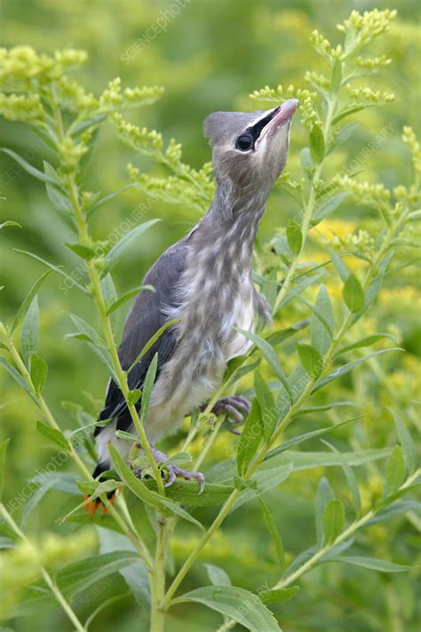 Juvenile Cedar Waxwing - Stock Image - Z892/0755 - Science Photo Library