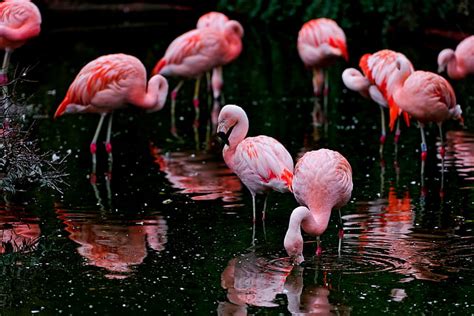 Share more than 82 pink flamingo wallpaper - in.coedo.com.vn