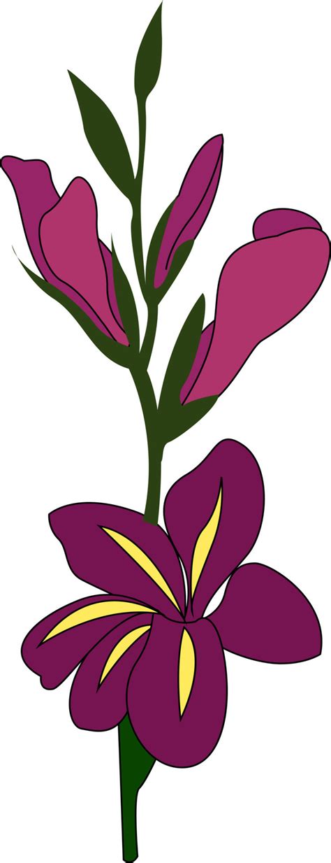 Purple gladiolus, illustration, vector on white background. 13916153 ...