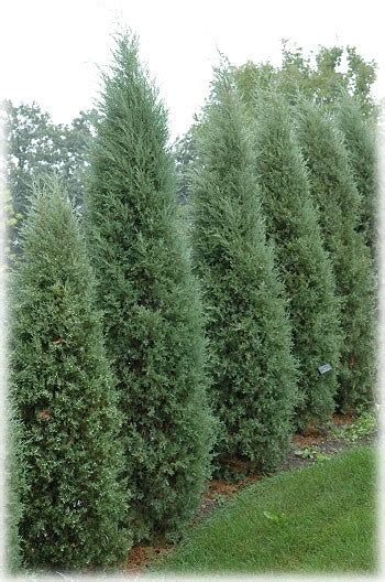 Taylor Juniper (Juniperus virginiana 'Taylor') - Great Plains Nursery