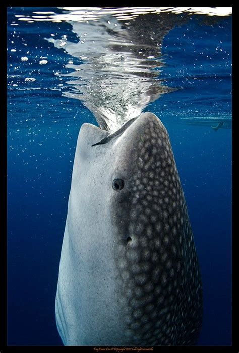 Whale shark, vertical filter feeding :) | Whale shark, Whale, Sea life