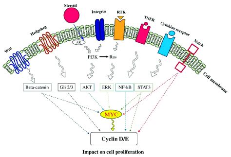 The signaling pathways of cell proliferation. Proliferation is an ...