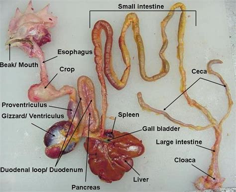 Animal science: The digestive tract of a chicken