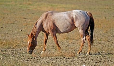 Roan Horses - Colors, Genetics & Breeds - Helpful Horse Hints