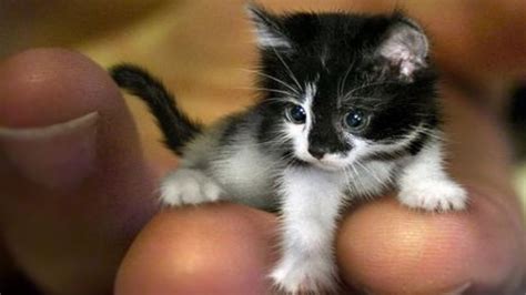 Guinness World Records Smallest Cat