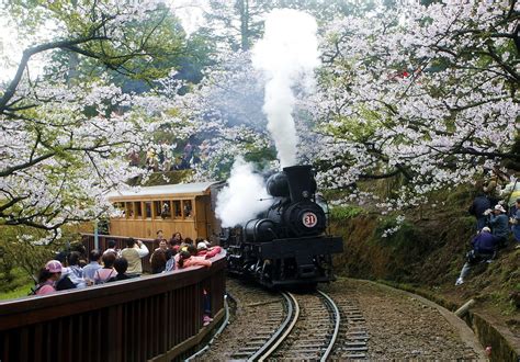 The oriental cherry season in Alishan has started | SkyscraperCity Forum