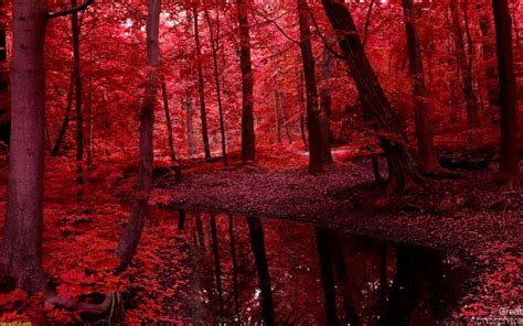 Red Wallpaper Dark Forest Hd | All HD Wallpapers