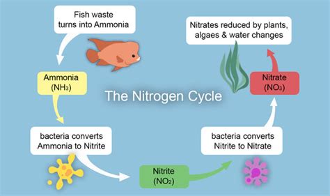 How to Cycle a Fish Tank: The Beginner’s Guide | Aquacadabra